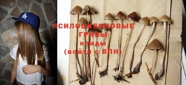 ГАЛЛЮЦИНОГЕННЫЕ ГРИБЫ Аркадак